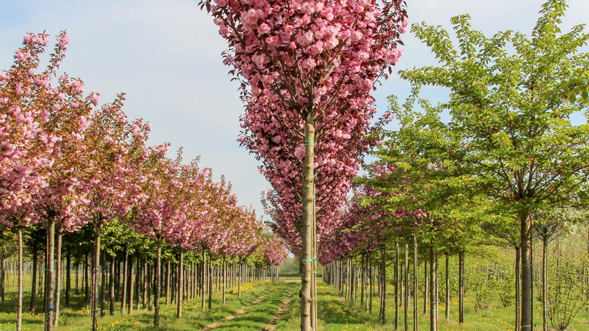 Prunus serrulata 'Royal Burgundy' standard tree