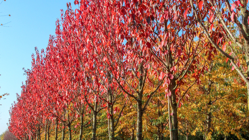 Prunus serrulata 'Royal Burgundy' standard tree