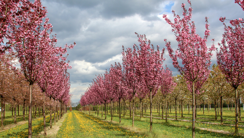 Prunus serrulata 'Royal Burgundy' standard tree