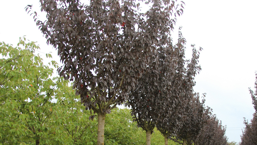 Prunus serrulata 'Royal Burgundy' standard tree