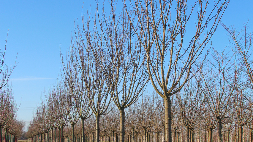 Prunus serrulata 'Royal Burgundy' standard tree