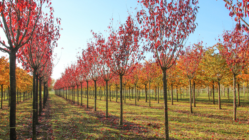 Prunus serrulata 'Royal Burgundy' standard tree