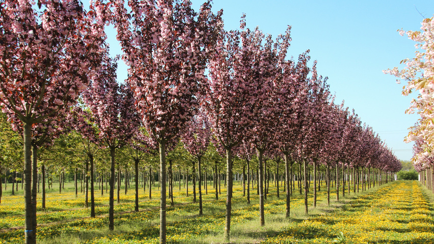 Prunus serrulata 'Royal Burgundy' standard tree