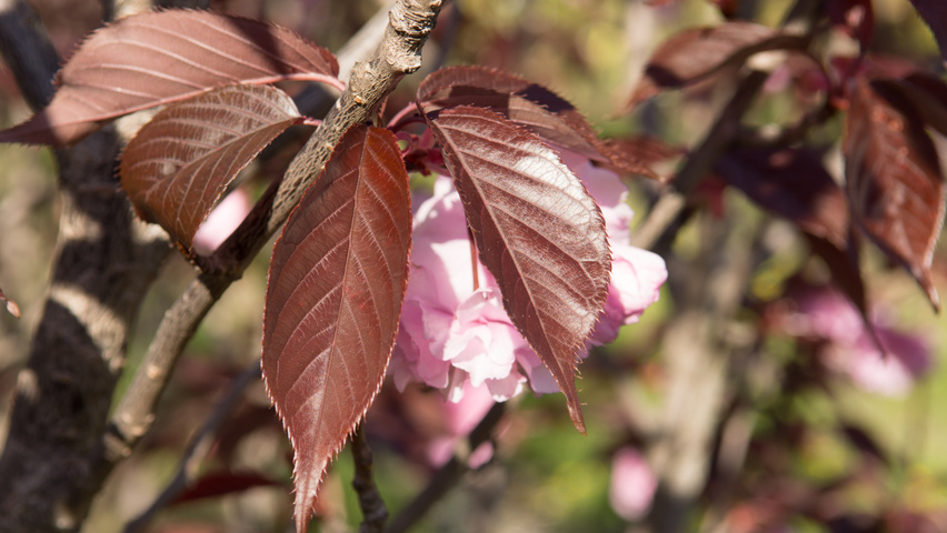 Prunus serrulata 'Royal Burgundy' leaves