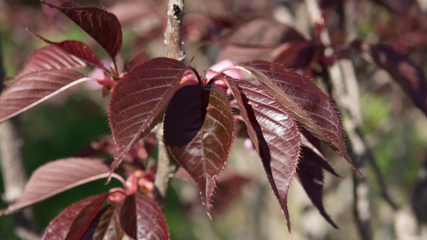 Prunus serrulata 'Royal Burgundy' leaves