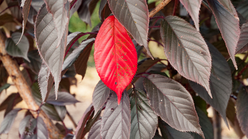 Prunus serrulata 'Royal Burgundy' leaves