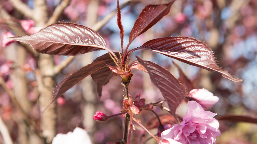 Prunus serrulata 'Royal Burgundy' leaves