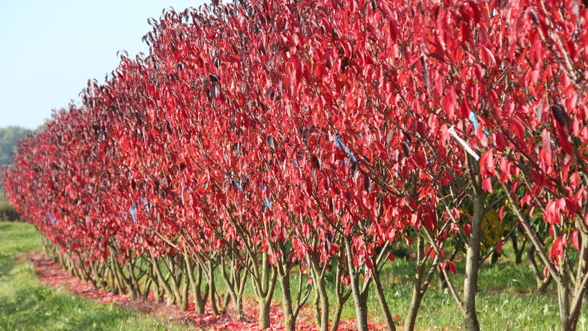 Prunus serrulata 'Royal Burgundy' multi-stem