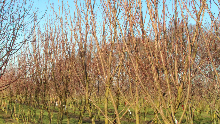 Prunus serrulata 'Royal Burgundy' multi-stem