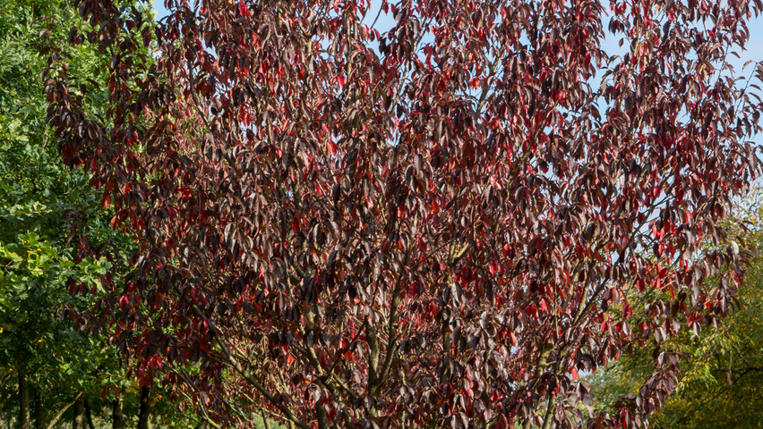 Prunus serrulata 'Royal Burgundy' multi-stem umbrella