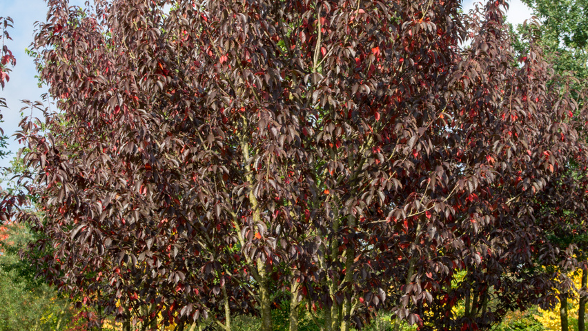 Prunus serrulata 'Royal Burgundy' multi-stem umbrella