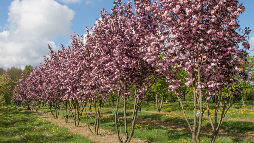 Prunus serrulata 'Royal Burgundy' multi-stem umbrella