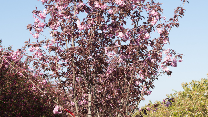 Prunus serrulata 'Royal Burgundy' multi-stem umbrella