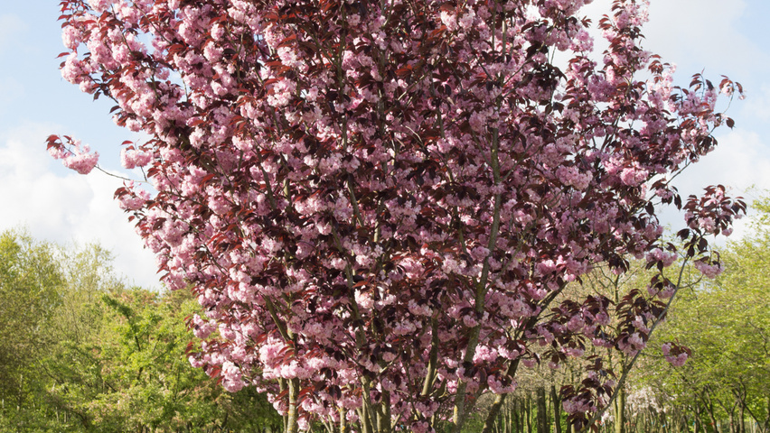 Prunus serrulata 'Royal Burgundy' multi-stem umbrella