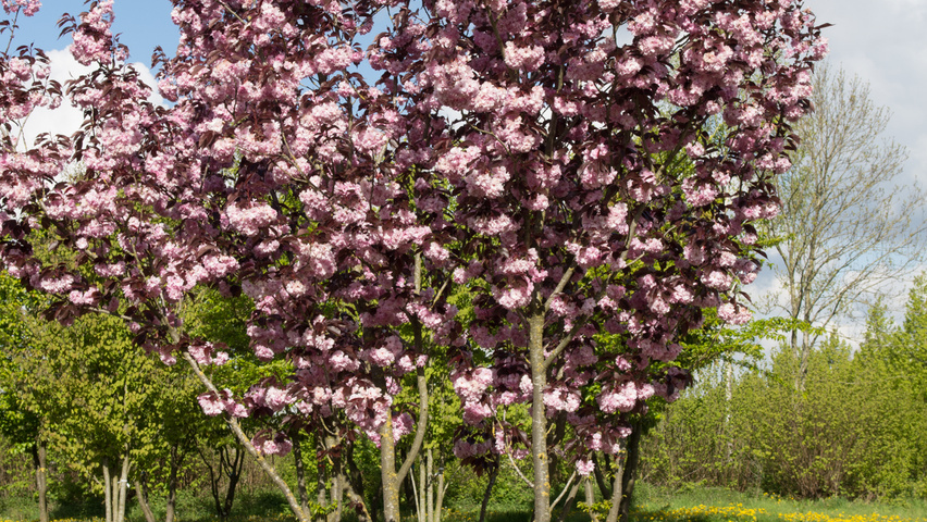 Prunus serrulata 'Royal Burgundy' multi-stem umbrella