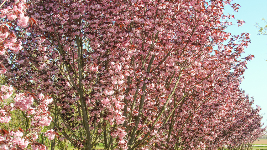 Prunus serrulata 'Royal Burgundy' multi-stem umbrella