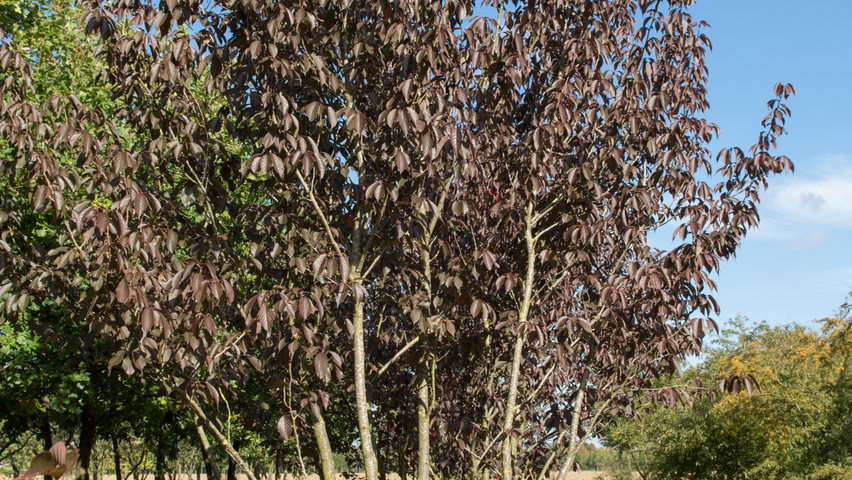 Prunus serrulata 'Royal Burgundy' multi-stem umbrella