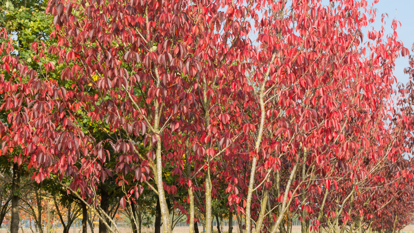 Prunus serrulata 'Royal Burgundy' multi-stem umbrella