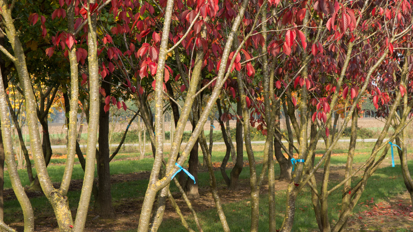 Prunus serrulata 'Royal Burgundy' multi-stem umbrella