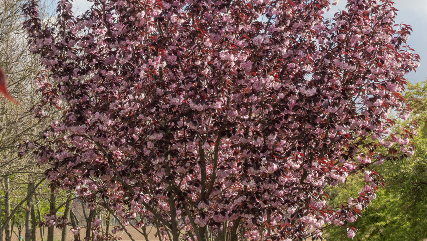 Prunus serrulata 'Royal Burgundy' multi-stem umbrella