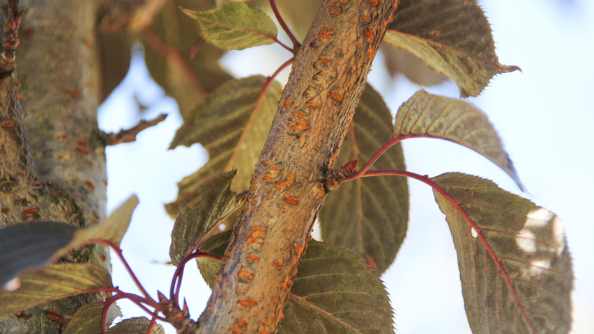 Prunus serrulata 'Royal Burgundy' twigs