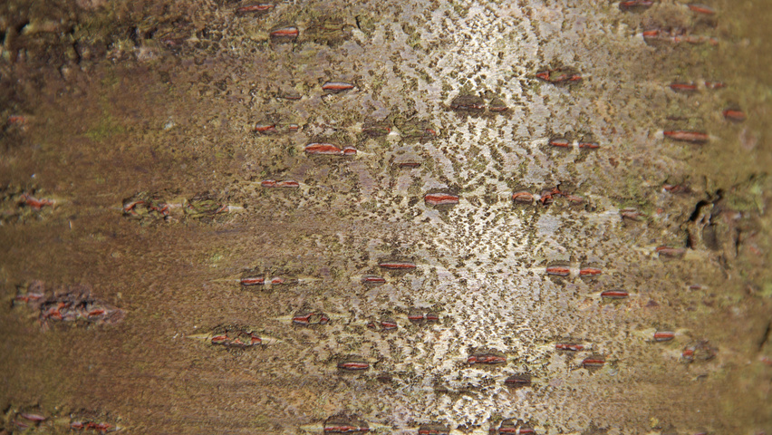 Prunus serrulata 'Shirotae' bark