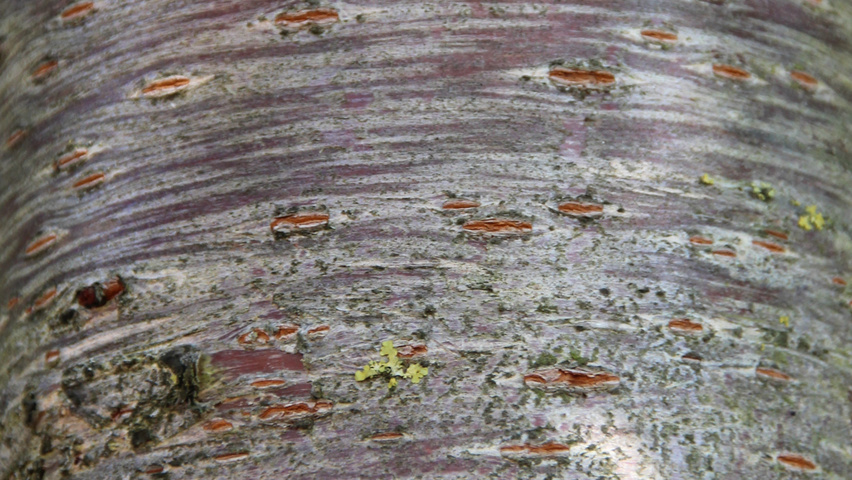 Prunus serrulata 'Shirotae' bark