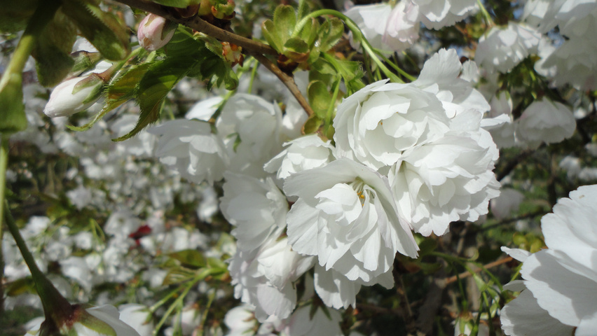 Prunus serrulata 'Shirotae' flowers