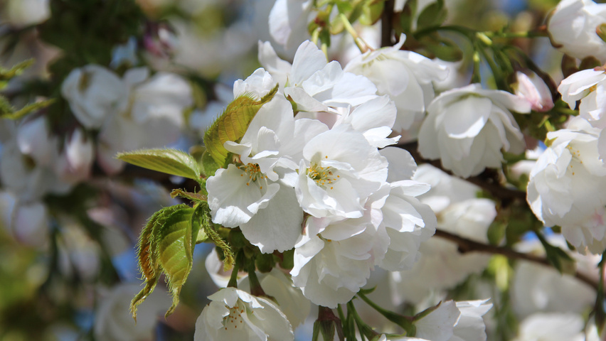 Prunus Serrulata Shirotae Treeebb Le Moteur De Recherche Sur Les Arbres Pepinieres Ebben