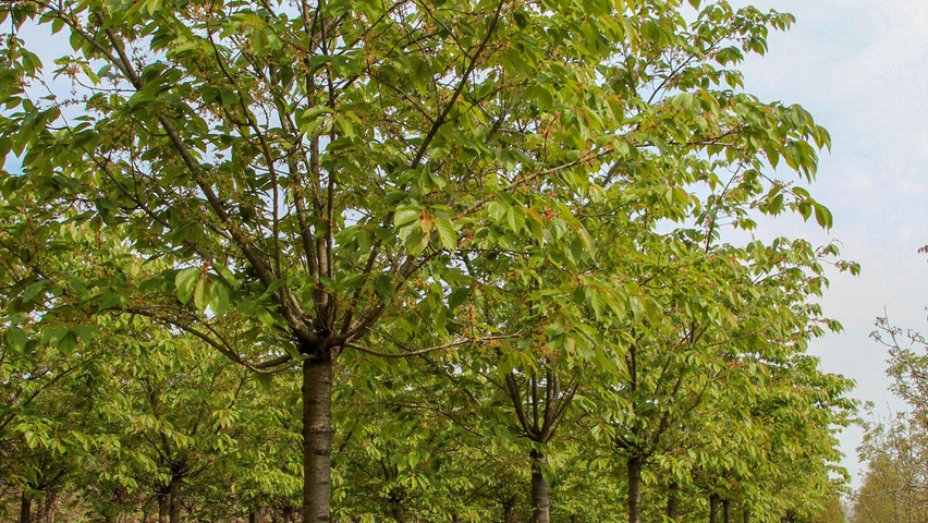 Prunus Serrulata Shirotae Treeebb Le Moteur De Recherche Sur Les Arbres Pepinieres Ebben