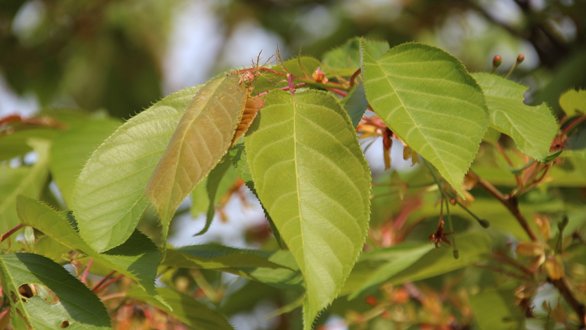 Prunus serrulata 'Shirotae' leaves