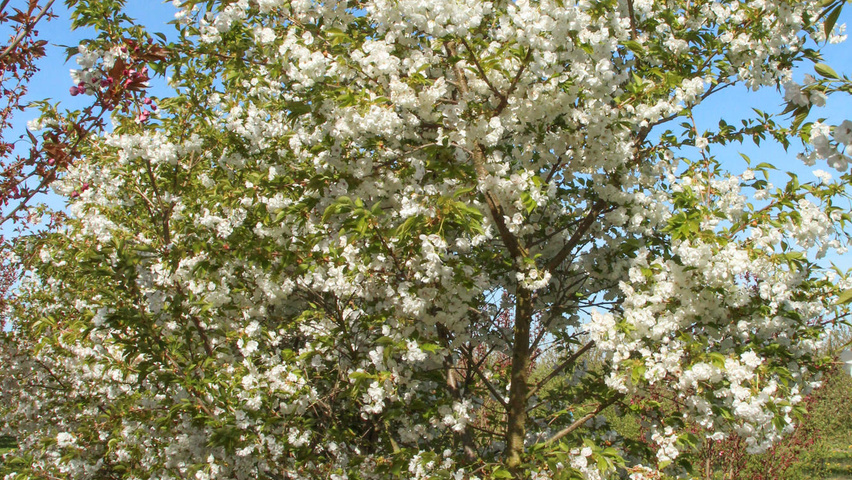 Prunus Serrulata Shirotae Treeebb Online Tree Finding Tool Ebben Nurseries Prunus Serrulata Shirotae Treeebb Online Tree Finding Tool Ebben Nurseries