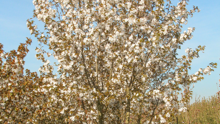 Prunus Serrulata Shirotae Treeebb Le Moteur De Recherche Sur Les Arbres Pepinieres Ebben