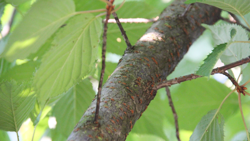 Prunus serrulata 'Shirotae' twigs