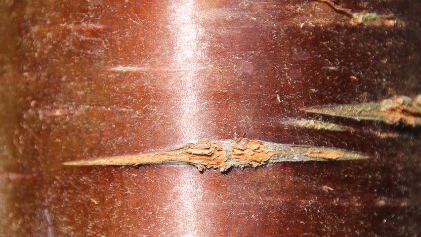 Prunus serrulata 'Sunset Boulevard' bast