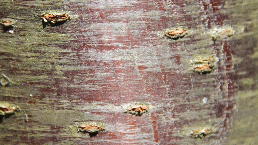 Prunus serrulata 'Sunset Boulevard' bast