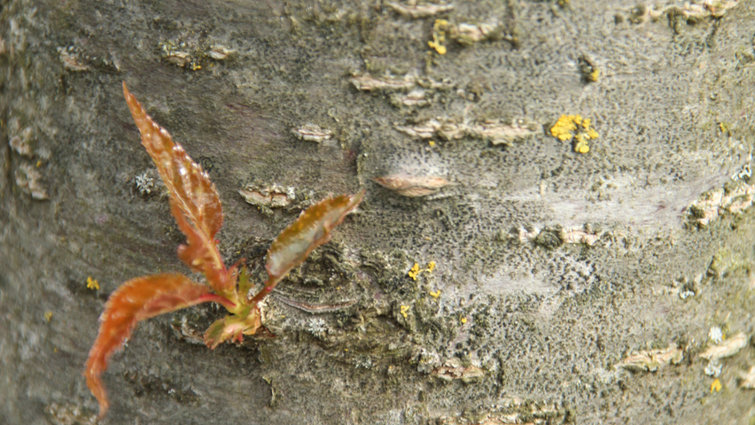 Prunus serrulata 'Sunset Boulevard' bast
