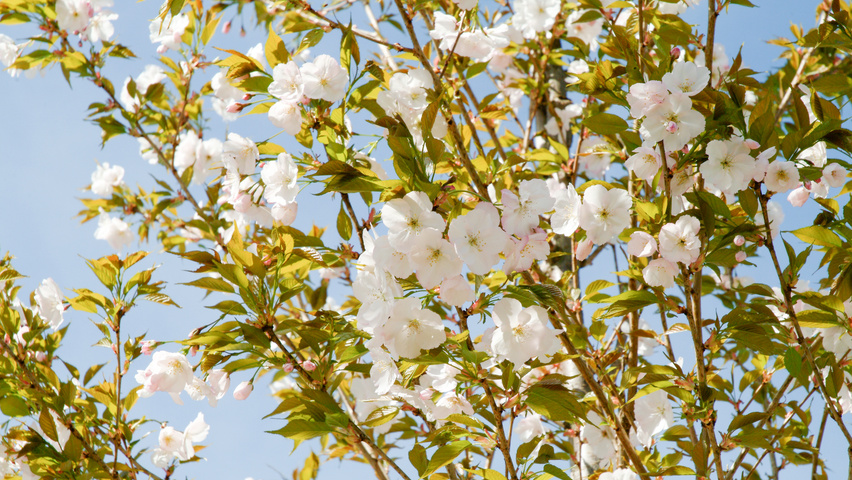 Prunus serrulata 'Sunset Boulevard' bloem