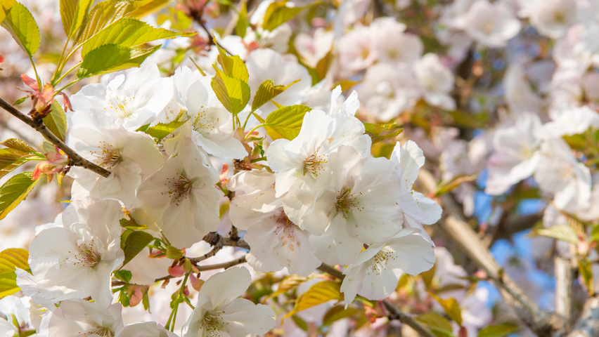 Prunus serrulata 'Sunset Boulevard' bloem