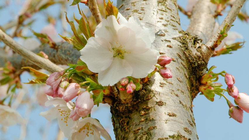 Prunus serrulata 'Sunset Boulevard' bloem