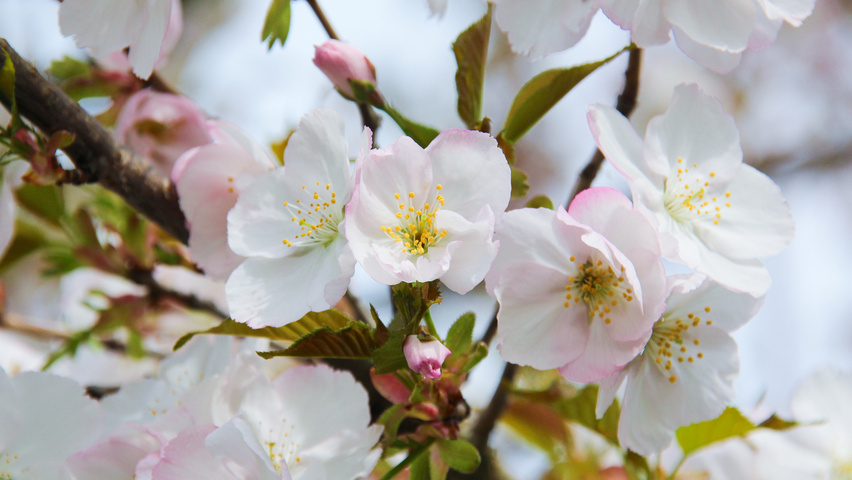 Prunus serrulata 'Sunset Boulevard' bloem