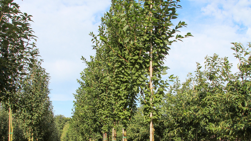 Prunus serrulata 'Sunset Boulevard' hoogstam