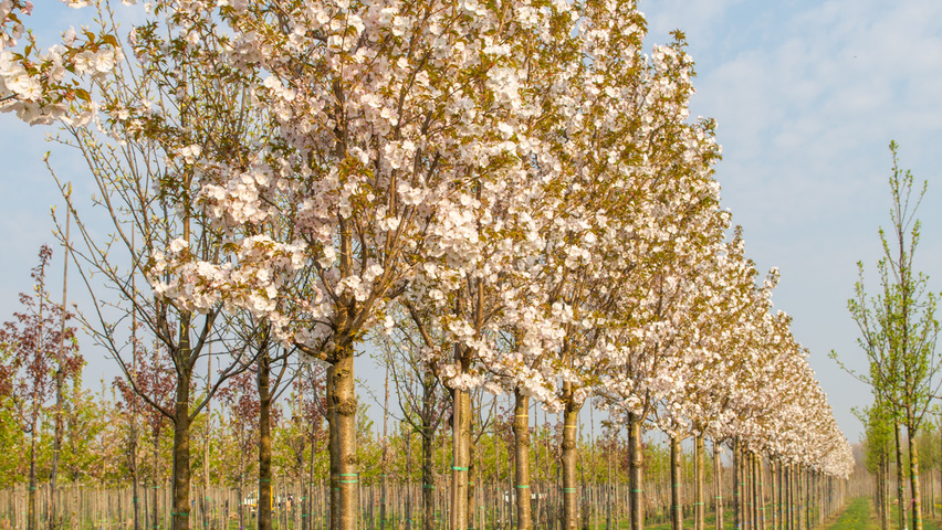 Prunus serrulata 'Sunset Boulevard' hoogstam