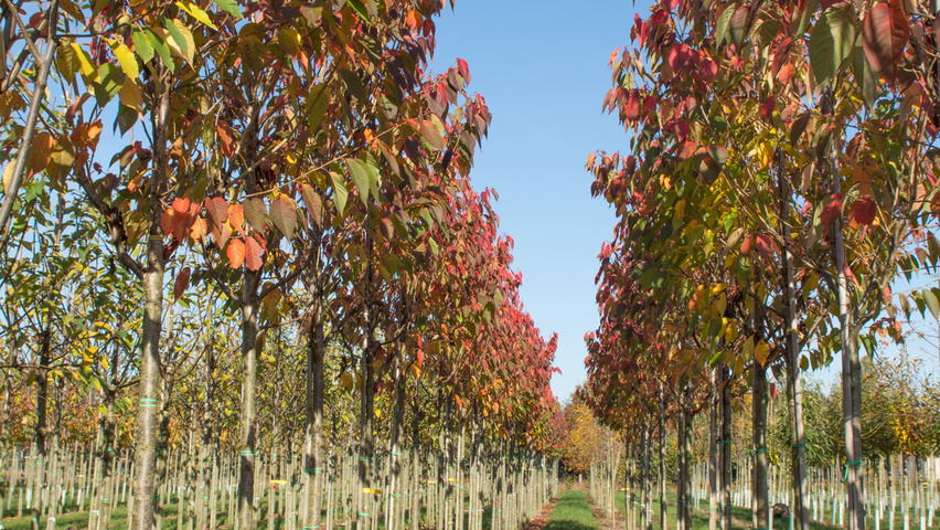 Prunus serrulata 'Sunset Boulevard' hoogstam