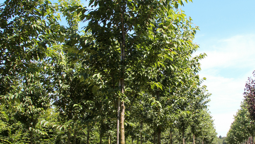 Prunus serrulata 'Sunset Boulevard' hoogstam