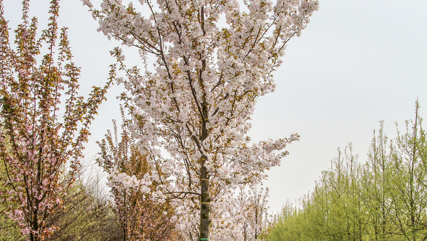 Prunus serrulata 'Sunset Boulevard' hoogstam