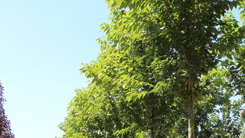 Prunus serrulata 'Sunset Boulevard' hoogstam