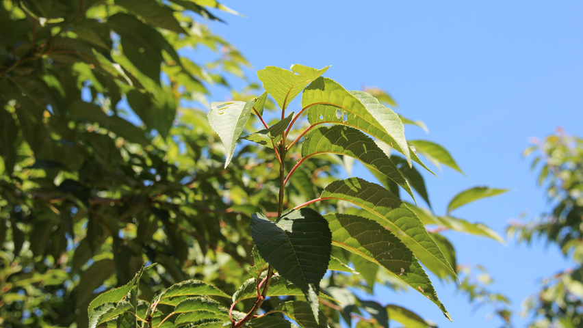 Prunus serrulata 'Sunset Boulevard' blad