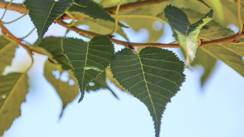 Prunus serrulata 'Sunset Boulevard' blad