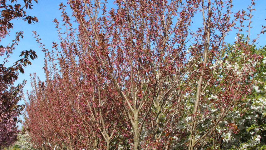 Prunus serrulata 'Sunset Boulevard' meerstammig parasol